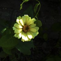 Циния жёлтая :: Валентин Семчишин Циния жёлтая :: Валентин Семчишин