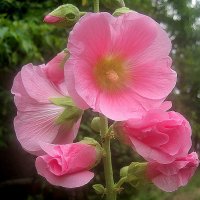 Мальва :: Елена Семигина Мальва :: Елена Семигина