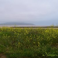 Природа Крыма :: Amazing Cosmea