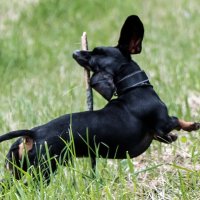 Танец таксы на пилоне. :: Владимир Безбородов