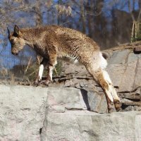 первый подьем :: ИРЭН@ .