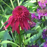 Про лохматых  ))) :: Natali 