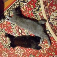 вповалку... :: Галина Флора