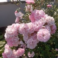 На улицах города :: Елена Семигина