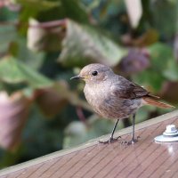 На любимой крыше ))) :: Natali 