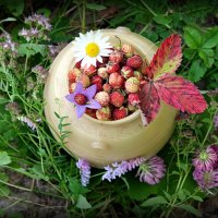 О летних натюрмортах... :: Андрей Заломленков