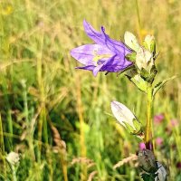 В жаркий полдень. :: Вячеслав. Синицын