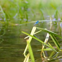 На реке.... :: Сергей Клапишевский