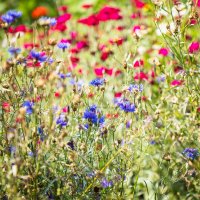 Цветочное... :: Nyusha . Цветочное... :: Nyusha .