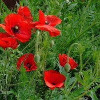 Мак :: Рита Симонова