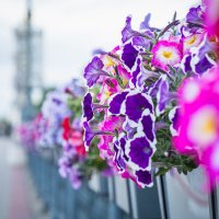 На Александровском мосту :: Nyusha .