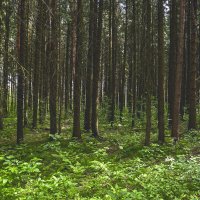 природа :: סּﮗRuslan HAIBIKE Sevastyanovסּﮗסּ