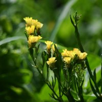 Статица :: Татьяна Евдокимова