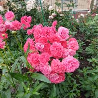 ,,, :: Сергей Тимоновский ,,, :: Сергей Тимоновский