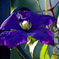 Лиана на арке :: Татьяна Лютаева