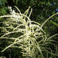 Волжанка :: Freddy 97