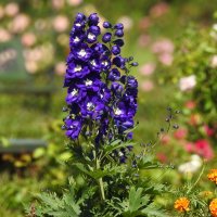 цветы :: ИННА ПОРОХОВА