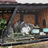 Кролики в Еленовке :: Александр 