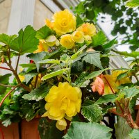 Лето :: Ирина Соловьёва