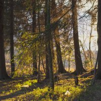Подмосковный лес :: Павел Спиваков 