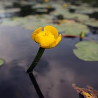 На даче :: skijumper Иванов