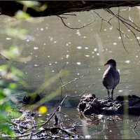 Камышница :: Сергей Премонишын