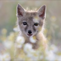 Милашка в ромашках :: Влад Соколовский