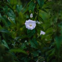 Утренняя нежность :: Вячеслав Владимирович