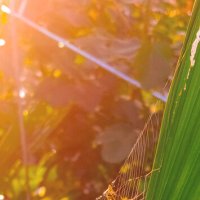 Ты ставишь втихаря капканы... :: Леонид Абросимов