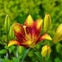 Июль - время лилий (лилия азиатская) :: Светлана Июль - время лилий (лилия азиатская) :: Светлана