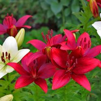 Июль - время лилий :: Светлана 