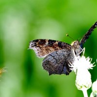 и снова бабочки 8 :: Александр Прокудин