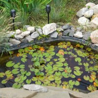 Дачный прудик. :: Alex 711402