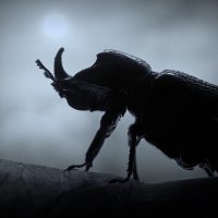 Жук-носорог... :: Владимир Шошин Жук-носорог... :: Владимир Шошин