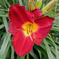 Мимо не пройти! :: Валентина Нефёдова Мимо не пройти! :: Валентина Нефёдова