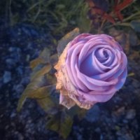 Роза :: Сапсан 