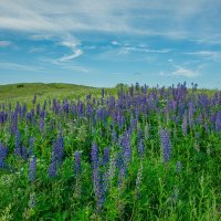 Люпиновый мир. :: Александр Филатов