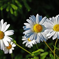 Июль..,Белые хризантемы! :: Владимир 