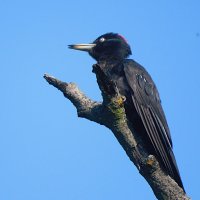 Желна :: Лина 