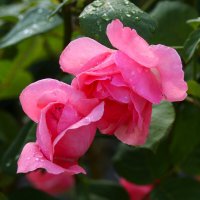 Доброе утро :: Юрий. Шмаков Доброе утро :: Юрий. Шмаков