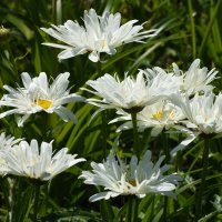 Москва. Битцевский лес. :: Наташа *****