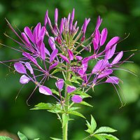 Изысканная экзотика клеомы :: Татьяна Лютаева