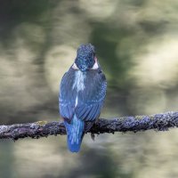 зимородок. :: юрий макаров