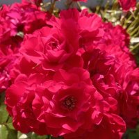 Цветы лета :: Елена Семигина