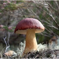 *** :: Aleksandr Gal