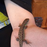 дачное :: Елена Шаламова