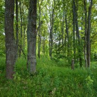 Летний лес :: Александр Синдерёв