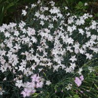 Гвоздика :: Рита Симонова