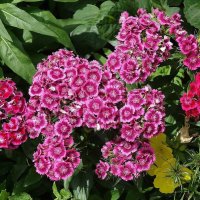 Гвоздика :: Рита Симонова