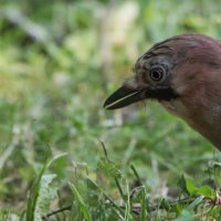 Сойка. :: Владимир Безбородов